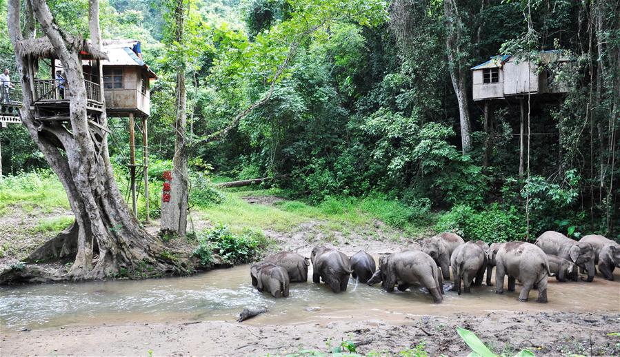 Xinhua Headlines: China on the way to revive majesty of Asian elephants