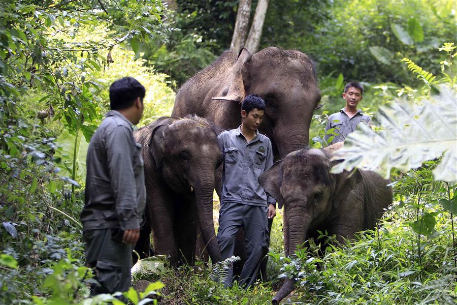 Xinhua Headlines: China on the way to revive majesty of Asian elephants