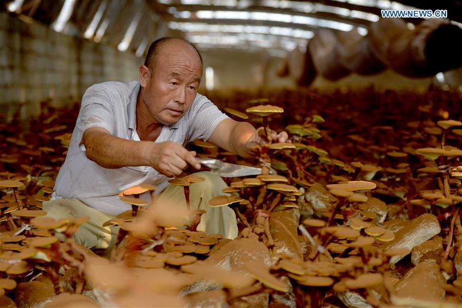 CHINA-SHAHE-LINGZHI MUSHROOM-ECONOMY (CN)