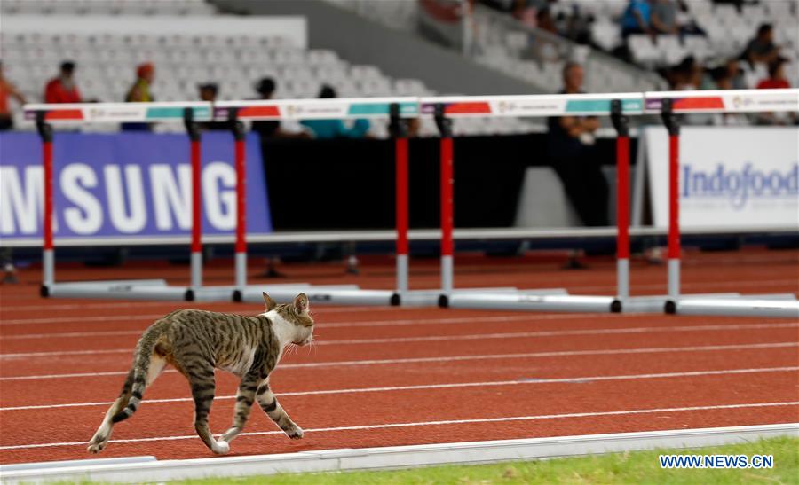 Thailand jockeying for world supremacy in a cat game - Nikkei Asia