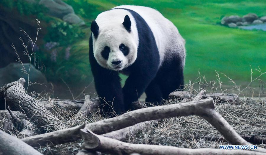 Giant Pandas Yuan Yuan Tuan Tuan Celebrate Birthday At Taipei Zoo Xinhua English News Cn