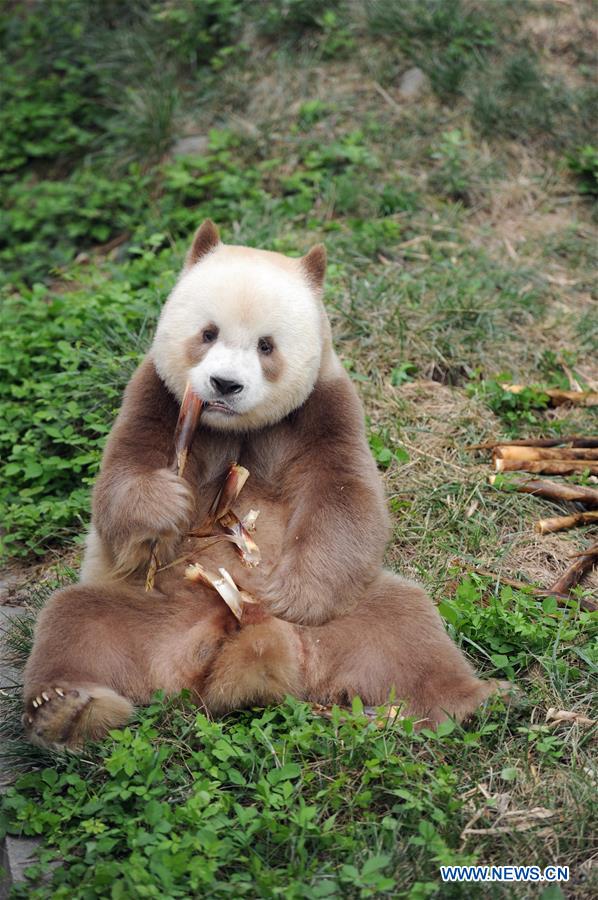 Rare brown and white giant panda seen in Xi'an, NW China's Shaanxi