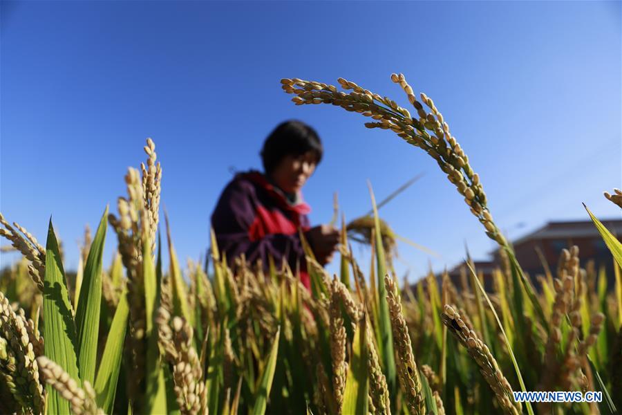 #CHINA-HEBEI-AUTUMN-FARM WORK(CN)
