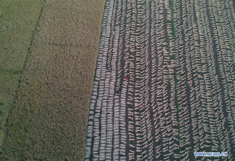 KASHMIR-SRINAGAR-PADDY HARVEST