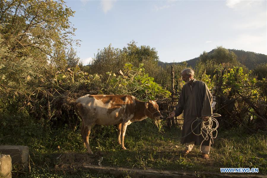 KASHMIR-SRINAGAR-DAILY LIFE