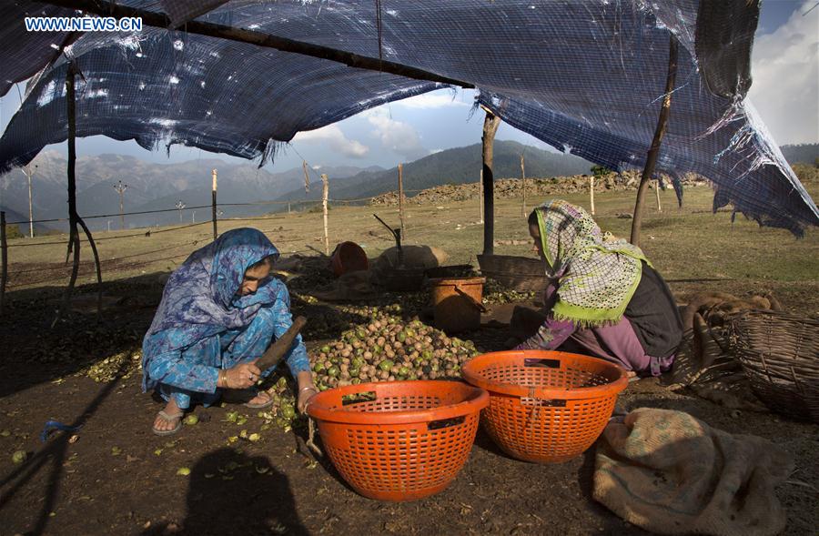 INDIA-KASHMIR-SRINAGAR-WALNUT HARVEST