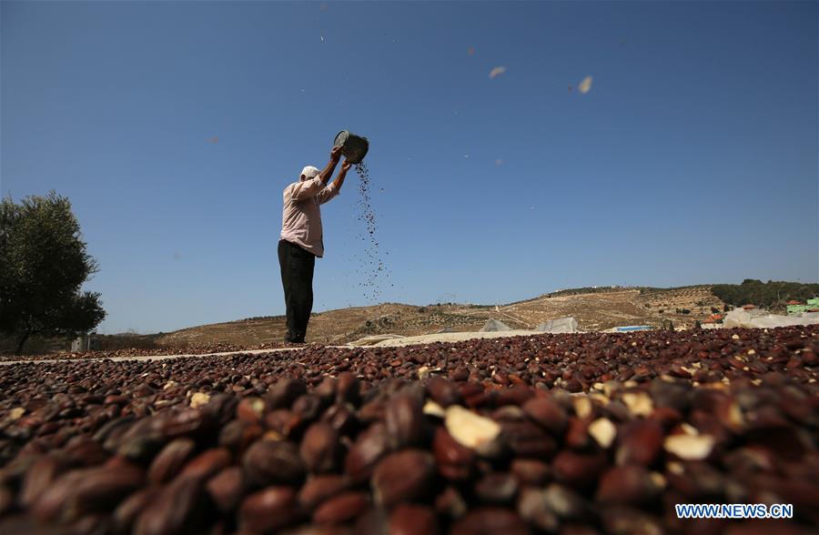 MIDEAST-JENIN-JOJOBA