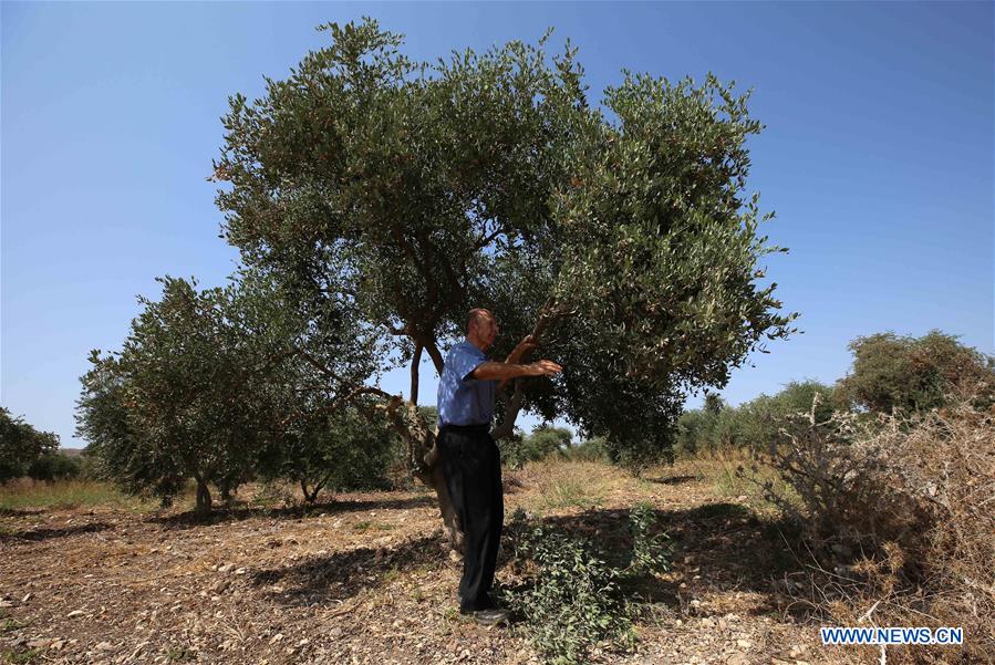 MIDEAST-JENIN-JOJOBA