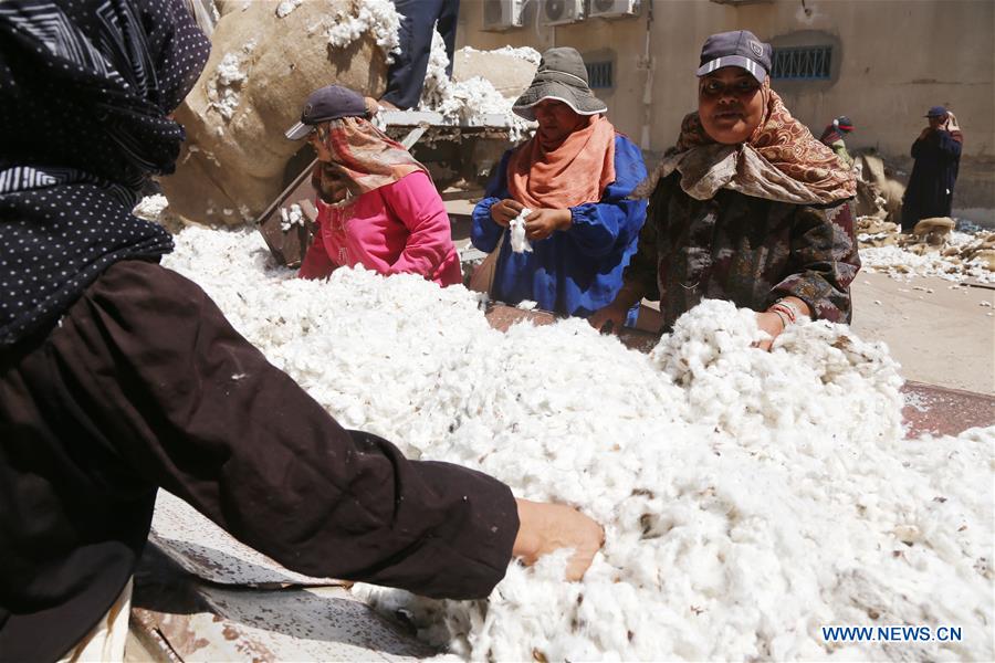 EGYPT-SHARQIYA-ECONOMY-COTTON-EXPORT