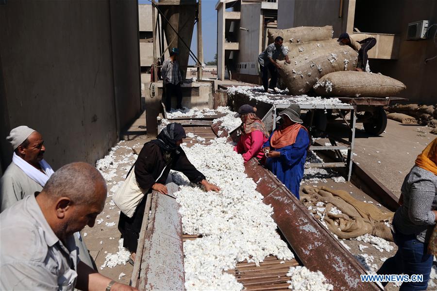 EGYPT-SHARQIYA-ECONOMY-COTTON-EXPORT