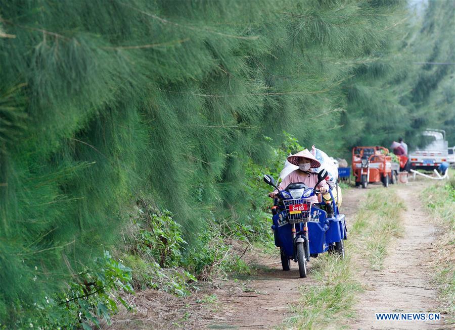 CHINA-FUJIAN-SWEET POTATO-HARVEST (CN)