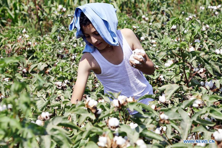 EGYPT-SHARQIYA-COTTON-HARVEST