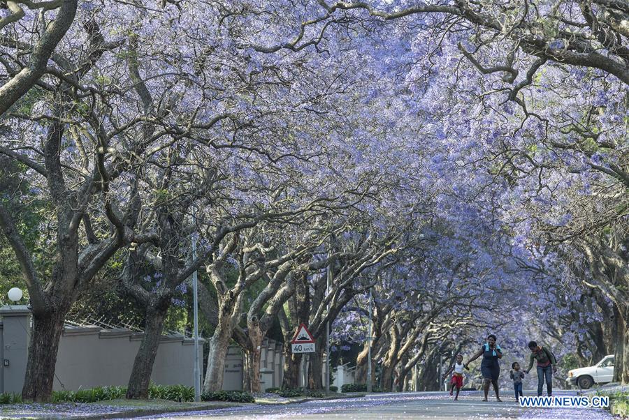 SOUTH AFRICA-PRETORIA-BLOSSOMING