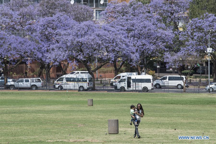 SOUTH AFRICA-PRETORIA-BLOSSOMING