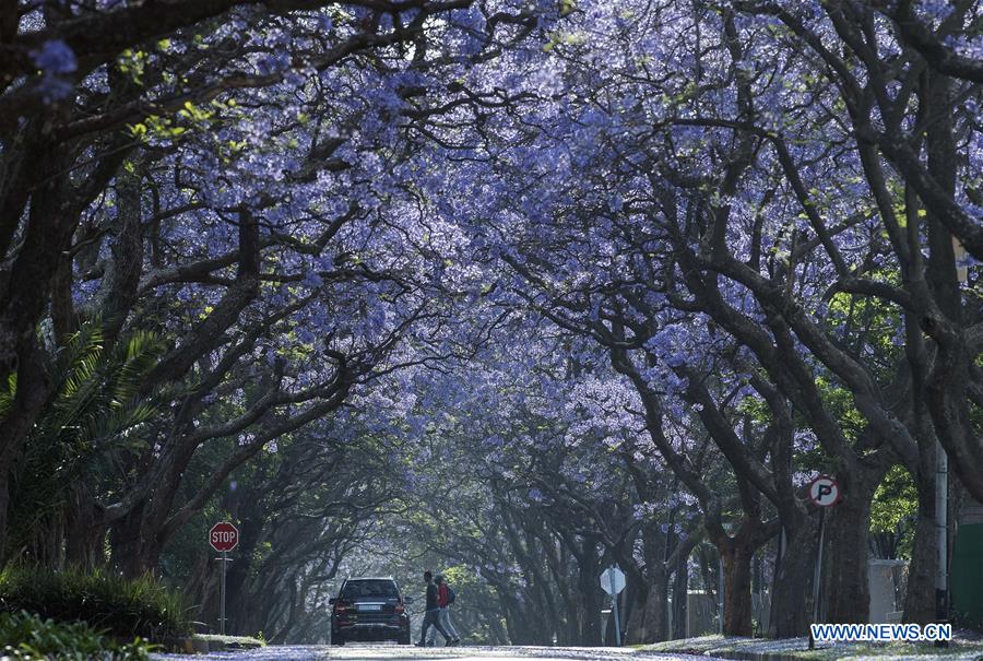 SOUTH AFRICA-PRETORIA-BLOSSOMING