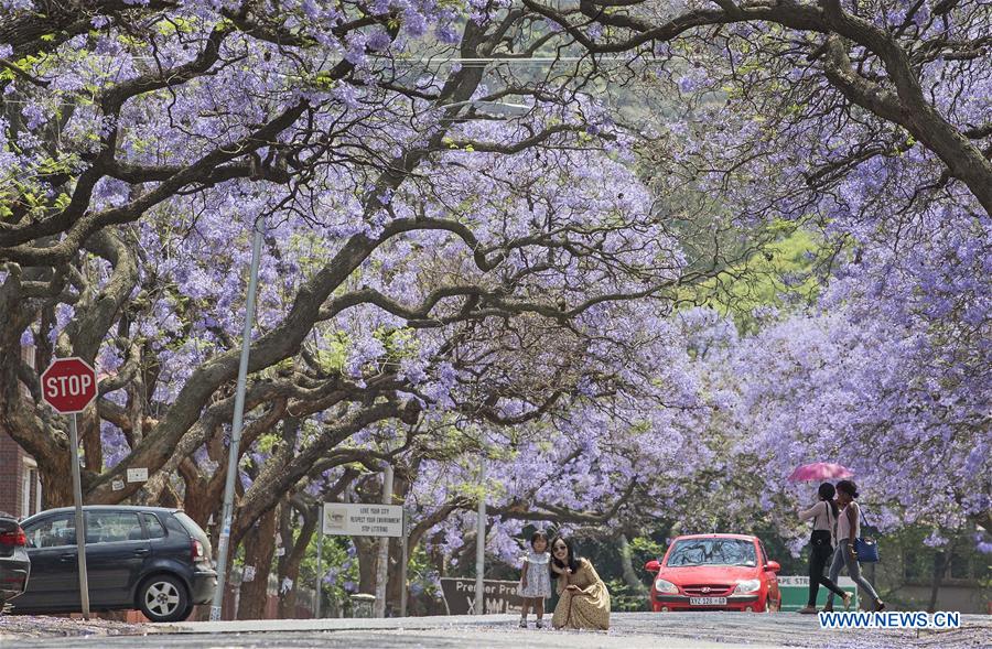 SOUTH AFRICA-PRETORIA-BLOSSOMING