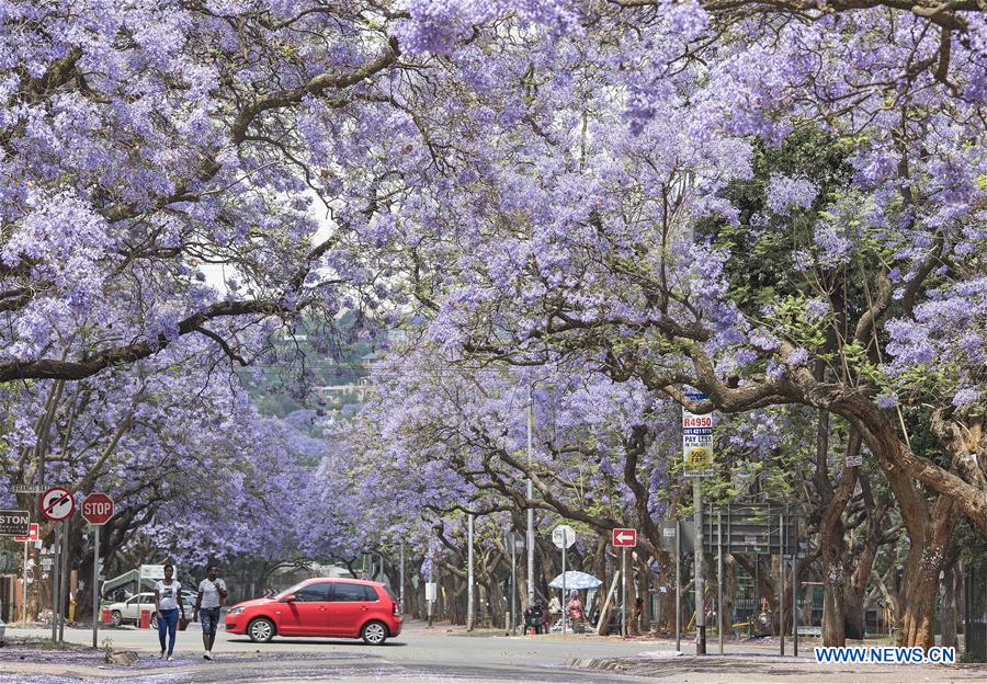 SOUTH AFRICA-PRETORIA-BLOSSOMING