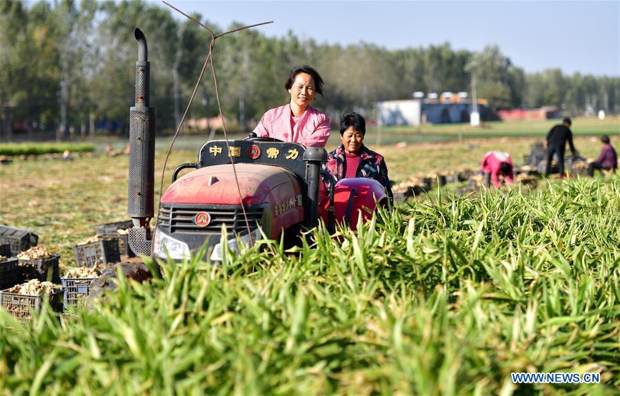 #CHINA-SHIJIAZHUANG-HARVEST-ECONOMY (CN)