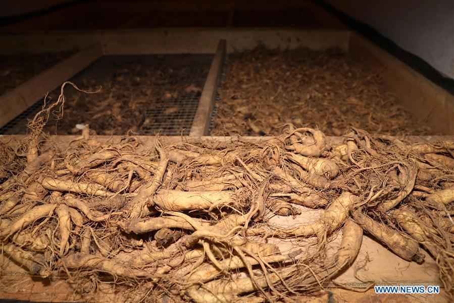 U.S.-WISCONSIN-GINSENG-CHINA-INTERNATIONAL IMPORT EXPO