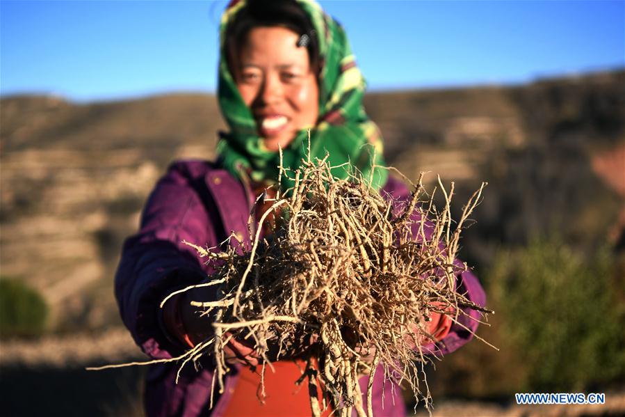 CHINA-GANSU-WEIYUAN-CHINESE HERBAL MEDICINE (CN)