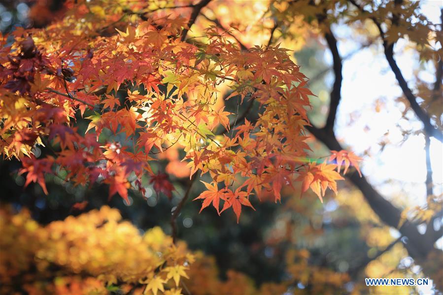 JAPAN-TOKYO-MITAKE GORGE-COLORFUL LEAVES