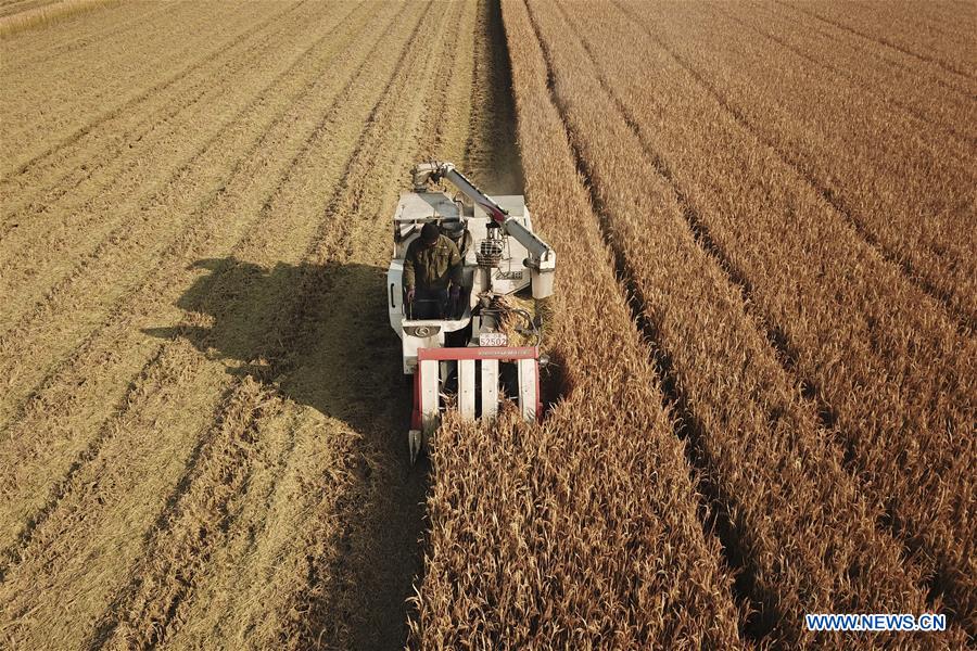 #CHINA-JIANGSU-AGRICULTURE-HARVEST (CN) 