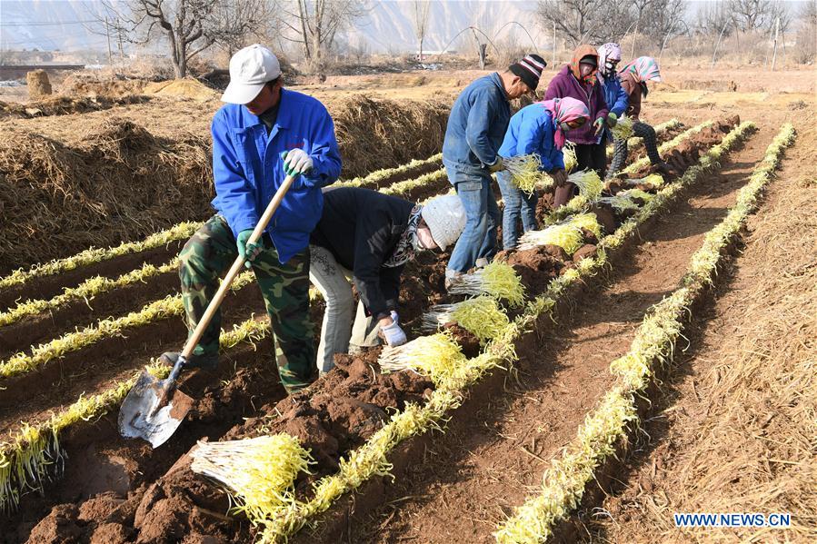 CHINA-GANSU-CHIVE-HARVEST (CN)