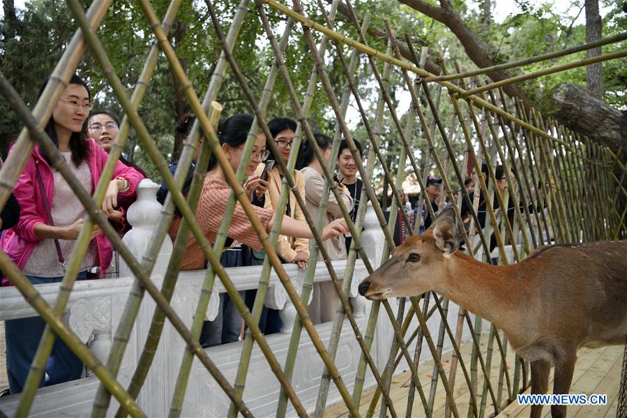 (InPalaceMuseum)CHINA-BEIJING-PALACE-MUSEUM-SIKA DEER (CN)