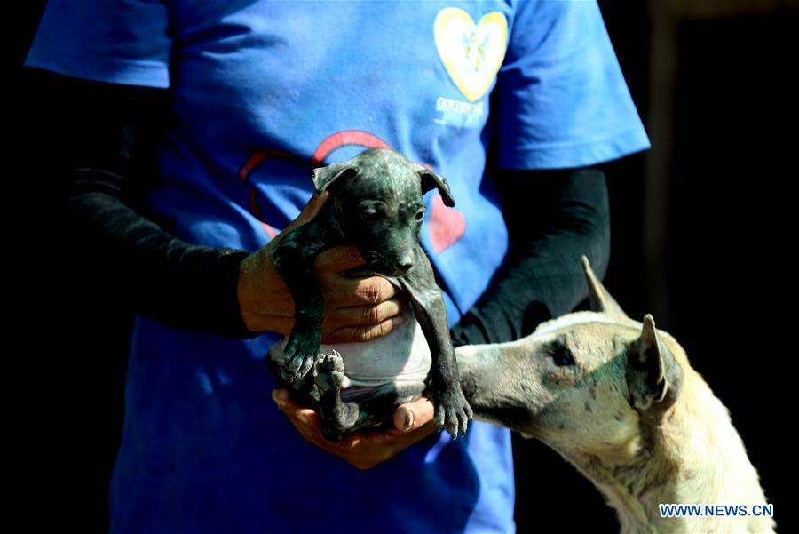 MYANMAR-YANGON-ANIMAL SHELTER