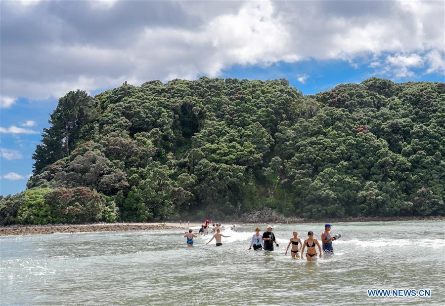 NEW ZEALAND-COROMANDEL PENINSULA-WHANGAMATA-HAUTURU ISLAND