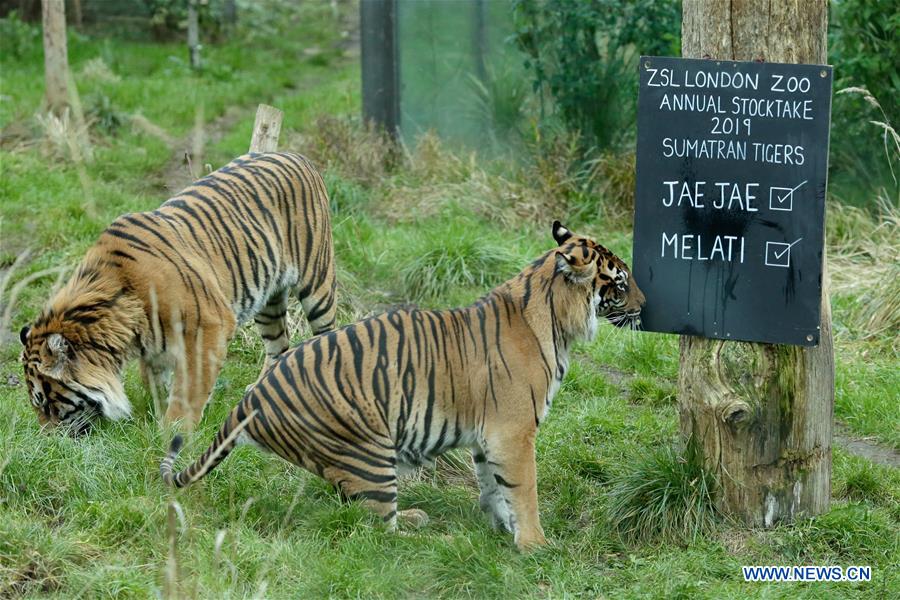 BRITAIN-LONDON-ZOO-ANNUAL STOCKTAKE