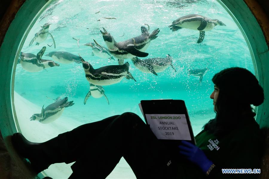 BRITAIN-LONDON-ZOO-ANNUAL STOCKTAKE