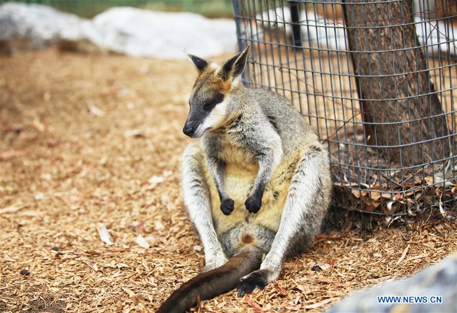 AUSTRALIA-CANBERRA-ZOO-HEAT WAVE