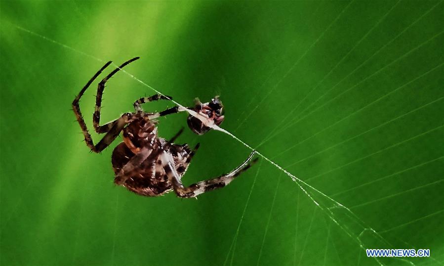 NEPAL-KATHMANDU-NATURE-SPIDER