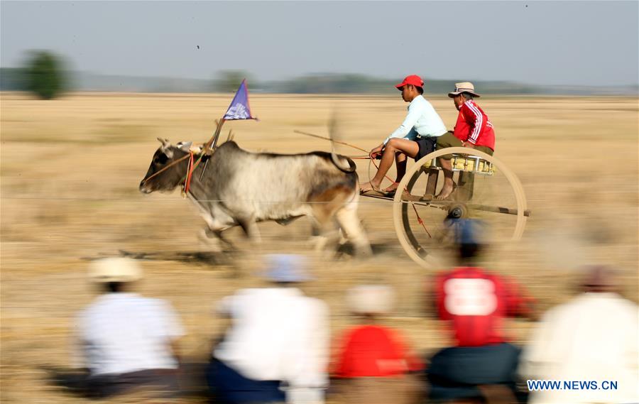 villagers participate in bullock cart race in bago region