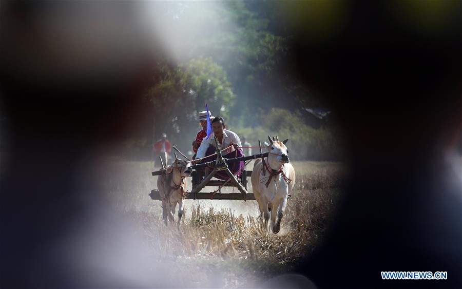 villagers participate in bullock cart race in bago region