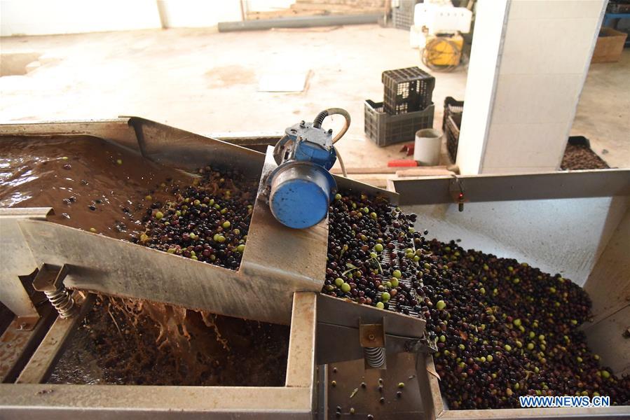 SYRIA-SWEIDA-OLIVE-HARVEST