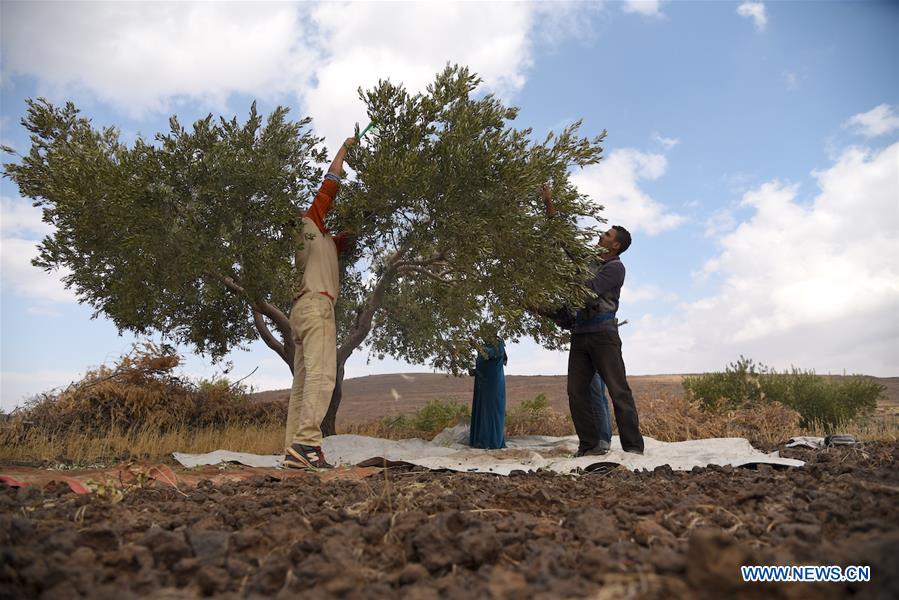 SYRIA-SWEIDA-OLIVE-HARVEST