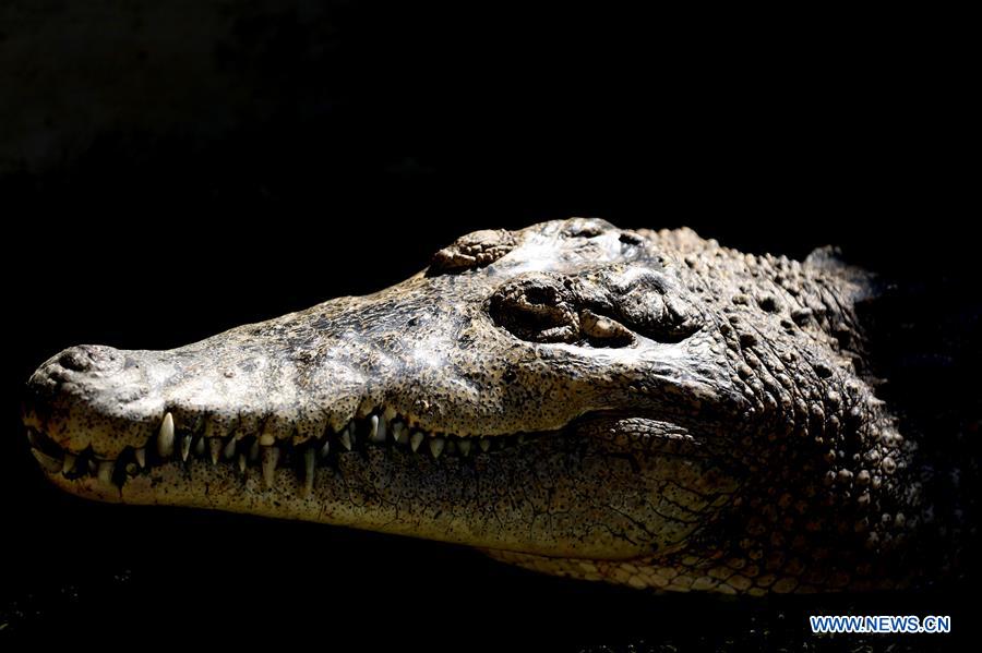 MYANMAR-YANGON-CROCODILE FARM