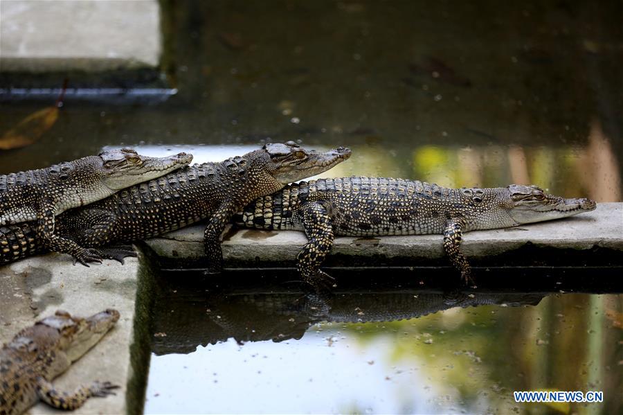 MYANMAR-YANGON-CROCODILE FARM