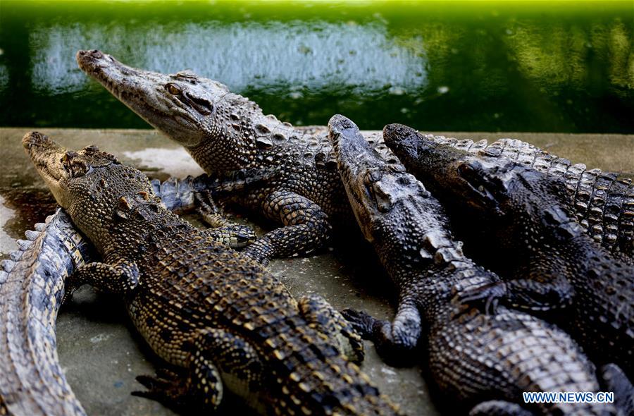 MYANMAR-YANGON-CROCODILE FARM