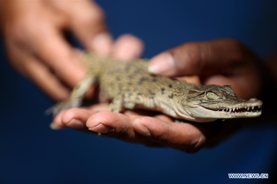 MYANMAR-YANGON-CROCODILE FARM