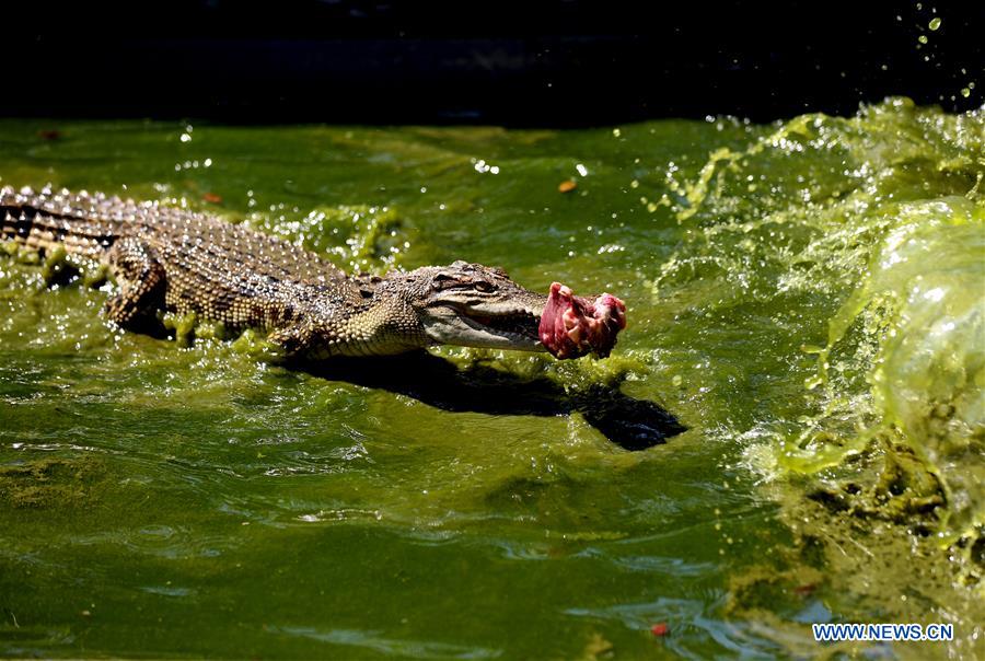 MYANMAR-YANGON-CROCODILE FARM