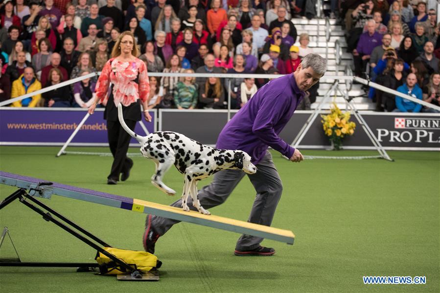 Highlights of Masters Agility Championship in New York Xinhua