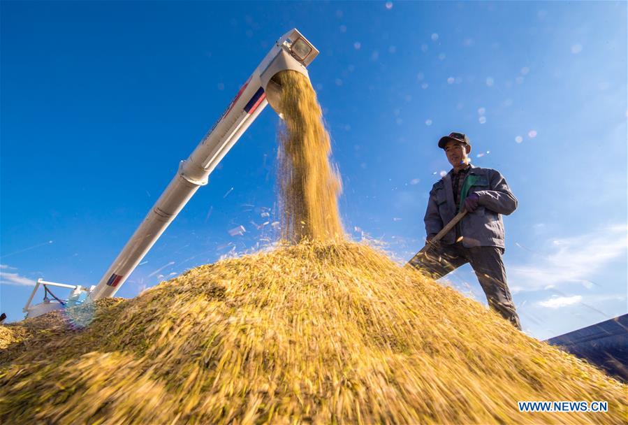 Xinhua Headlines: China braces for "tough tasks" in rural development 