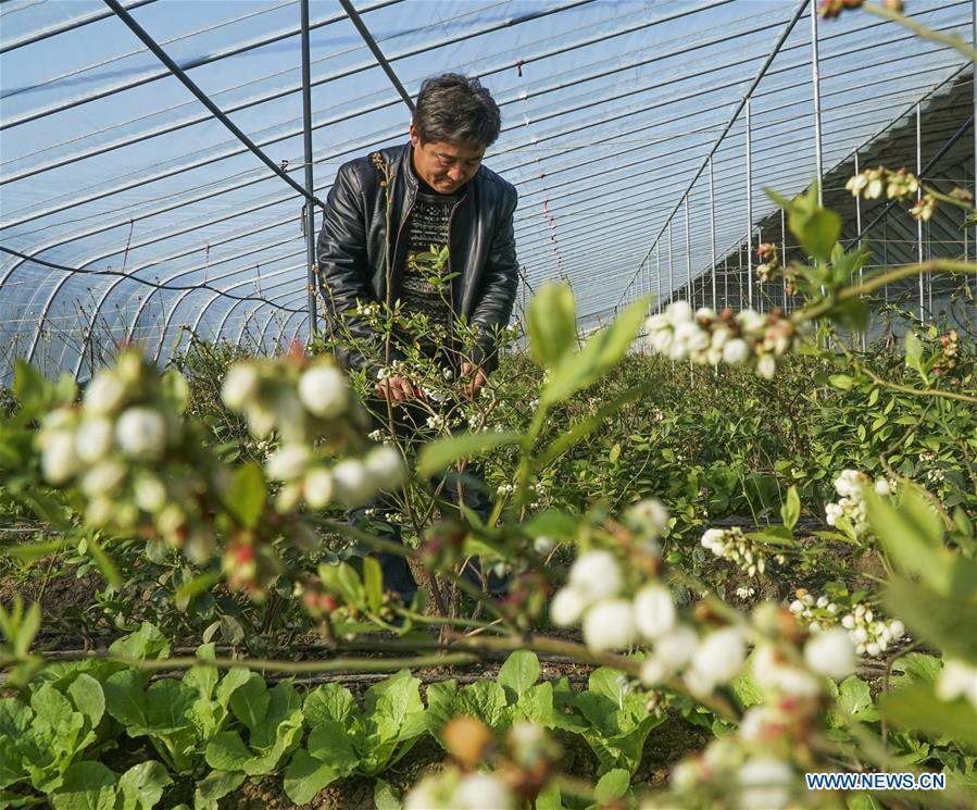 CHINA-EARLY SPRING-AGRICULTURE(CN)
