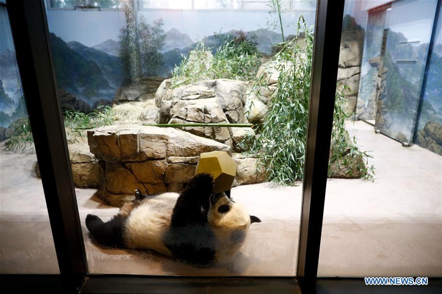 giant panda zoo habitat