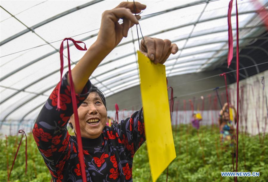 CHINA-HEBEI-SHENZHOU-MODERN AGRICULTURAL ZONE (CN)