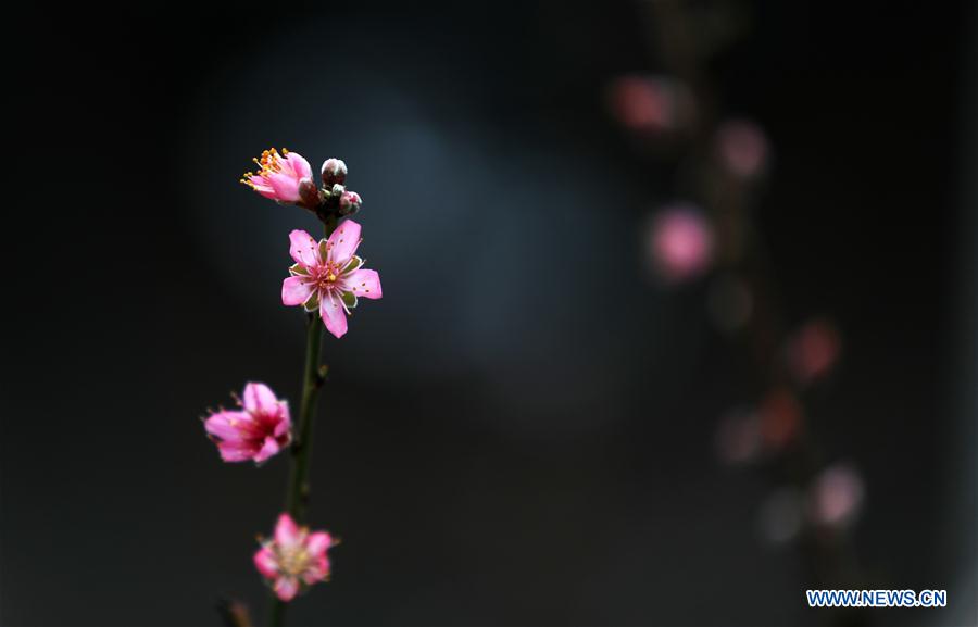 #CHINA-SHANDONG-LINYI-PEACH BLOSSOM (CN)