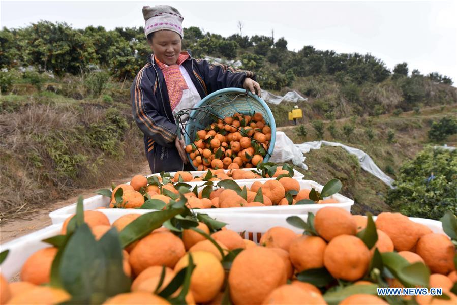 #CHINA-GUIZHOU-RONGJIANG-ORANGE HARVEST (CN)